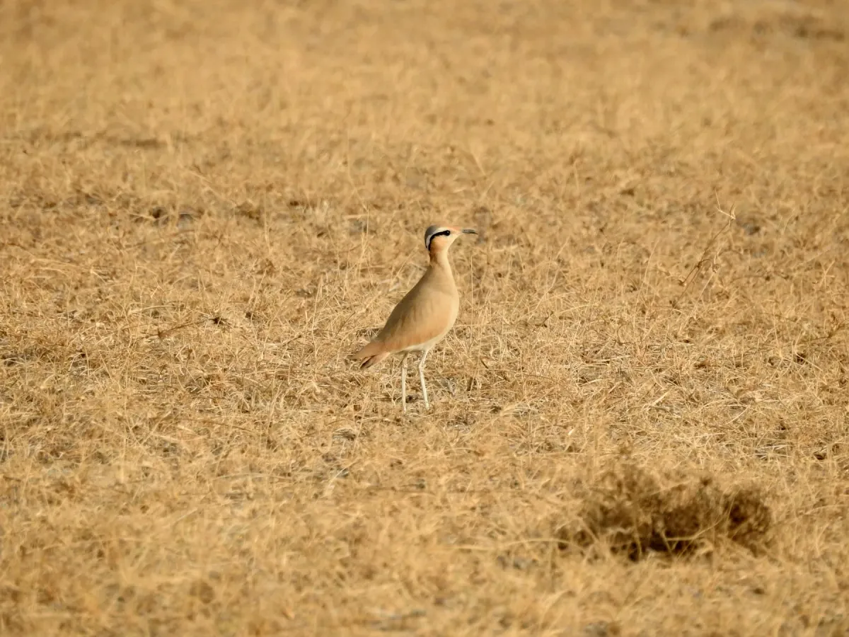 File:Cream Coloured Courser Cursorius cursor by Raju Kasambe DSCN0169 01.jpg