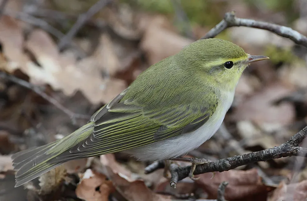 File:Flickr - Rainbirder - Wood Warbler (Phylloscopus sibilatrix) (3).jpg