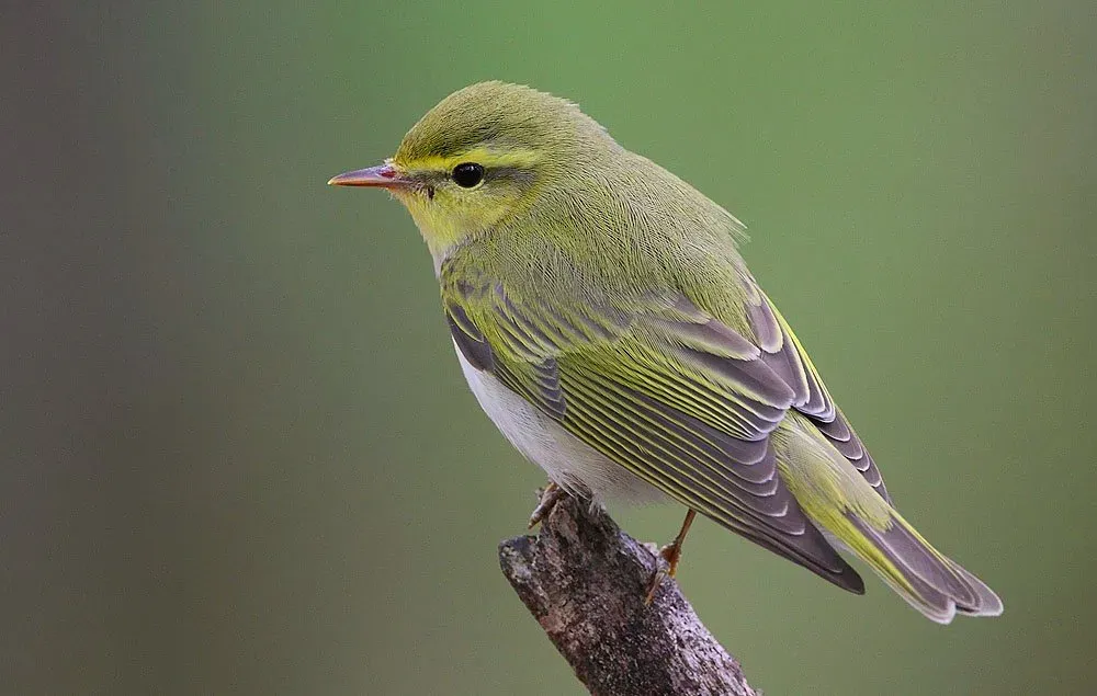 File:Flickr - Rainbirder - Wood Warbler (Phylloscopus sibilatrix).jpg