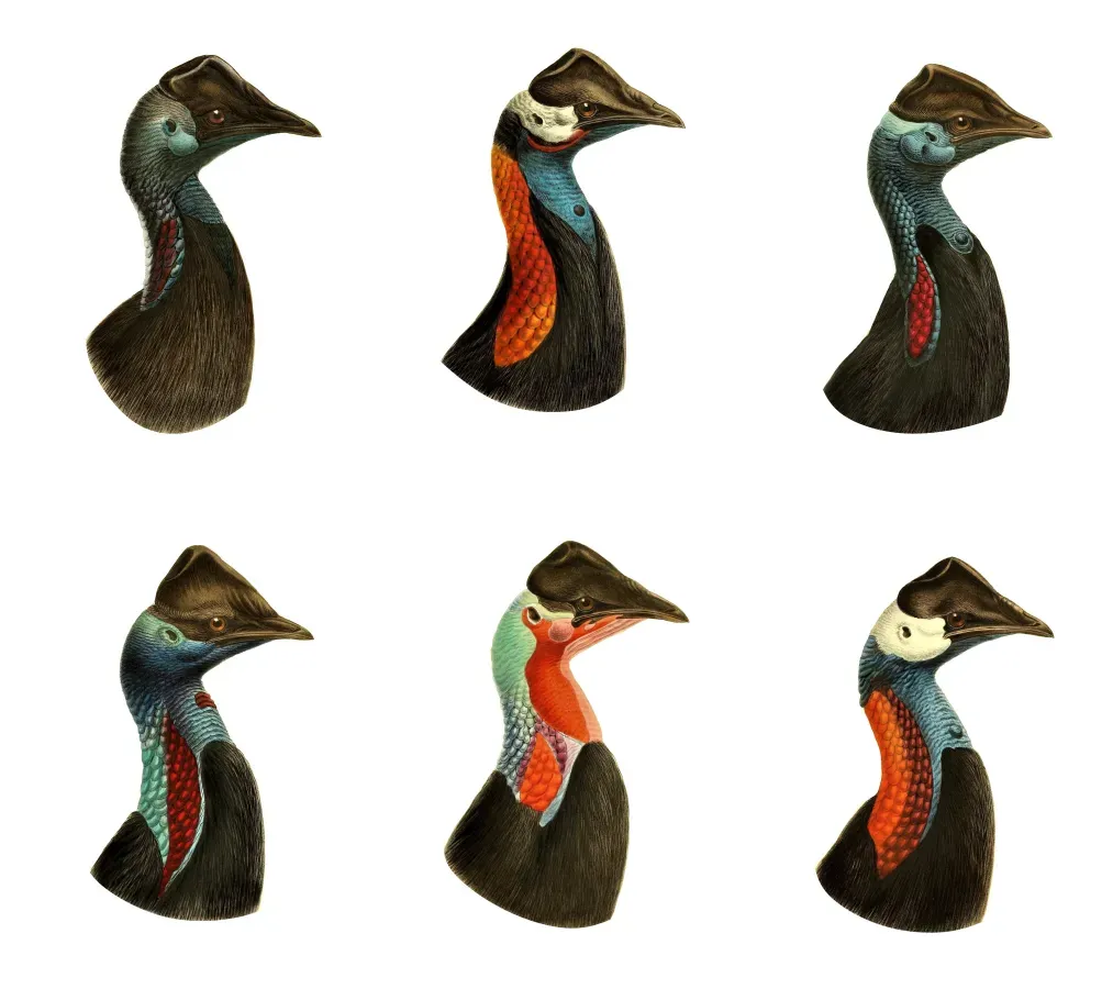 File:A monograph of the genus Casuarius (C. bennetti head diversity).jpg