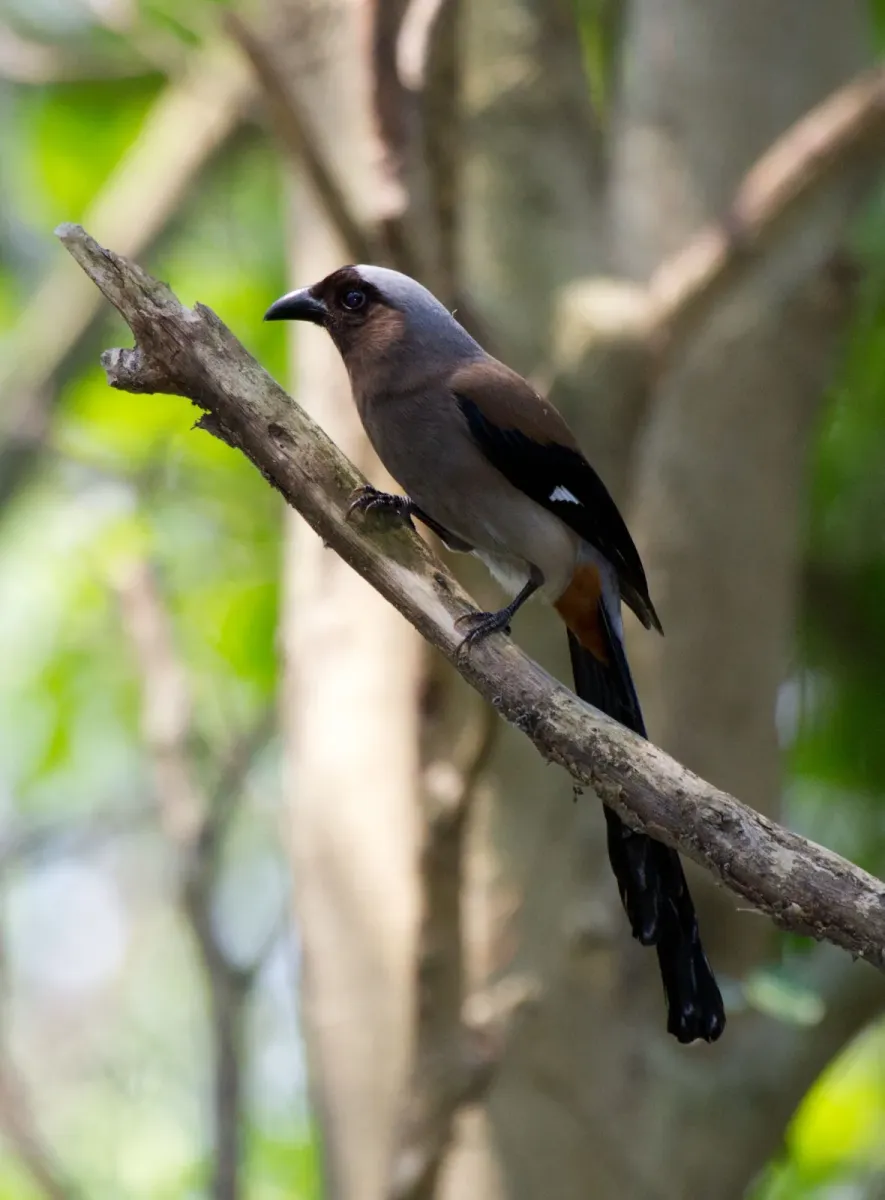 File:2014-04-05 Dendrocitta formosae formosae (Grey Treepie) 01.jpg