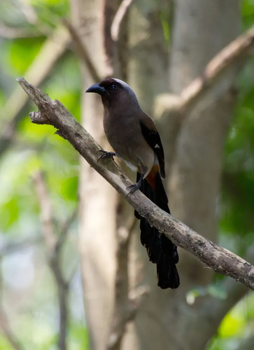 File:2014-04-05 Dendrocitta formosae formosae (Grey Treepie) 02.jpg