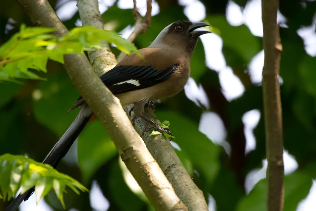 File:2014-04-05 Dendrocitta formosae formosae (Grey Treepie) 03.jpg