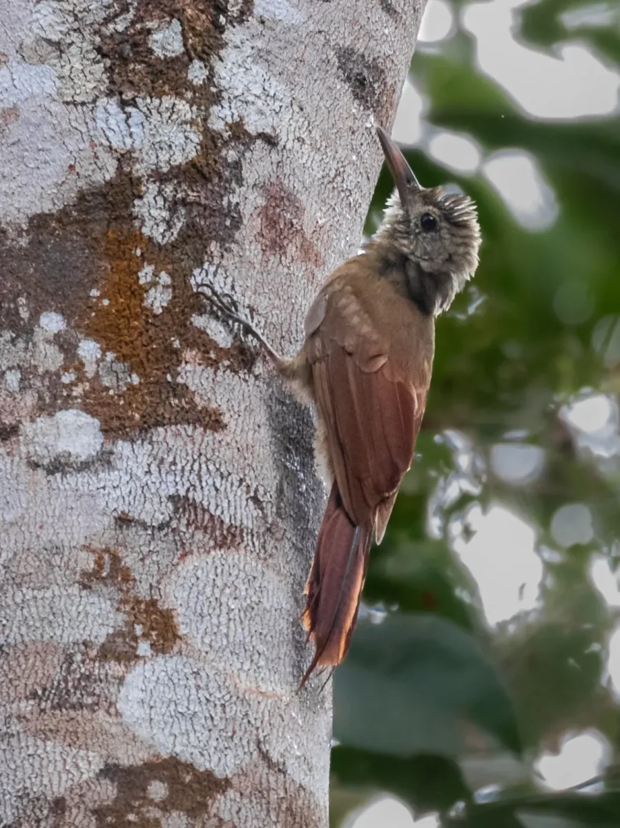 File:Dendrocolaptes certhia concolor Plain-colored Woodcreeper; Pimenteiras d'Oeste, Rondônia, Brazil.jpg