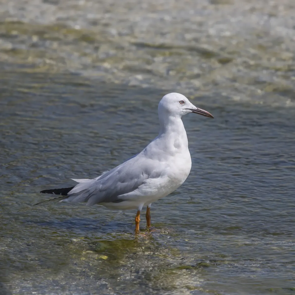 File:Slender-billed gull (Chroicocephalus genei) Bahrain.jpg