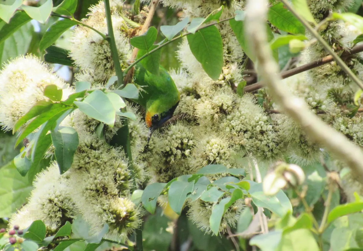 File:Golden-fronted leafbird Chloropsis aurifrons IMG 20220313 224818 911.jpg