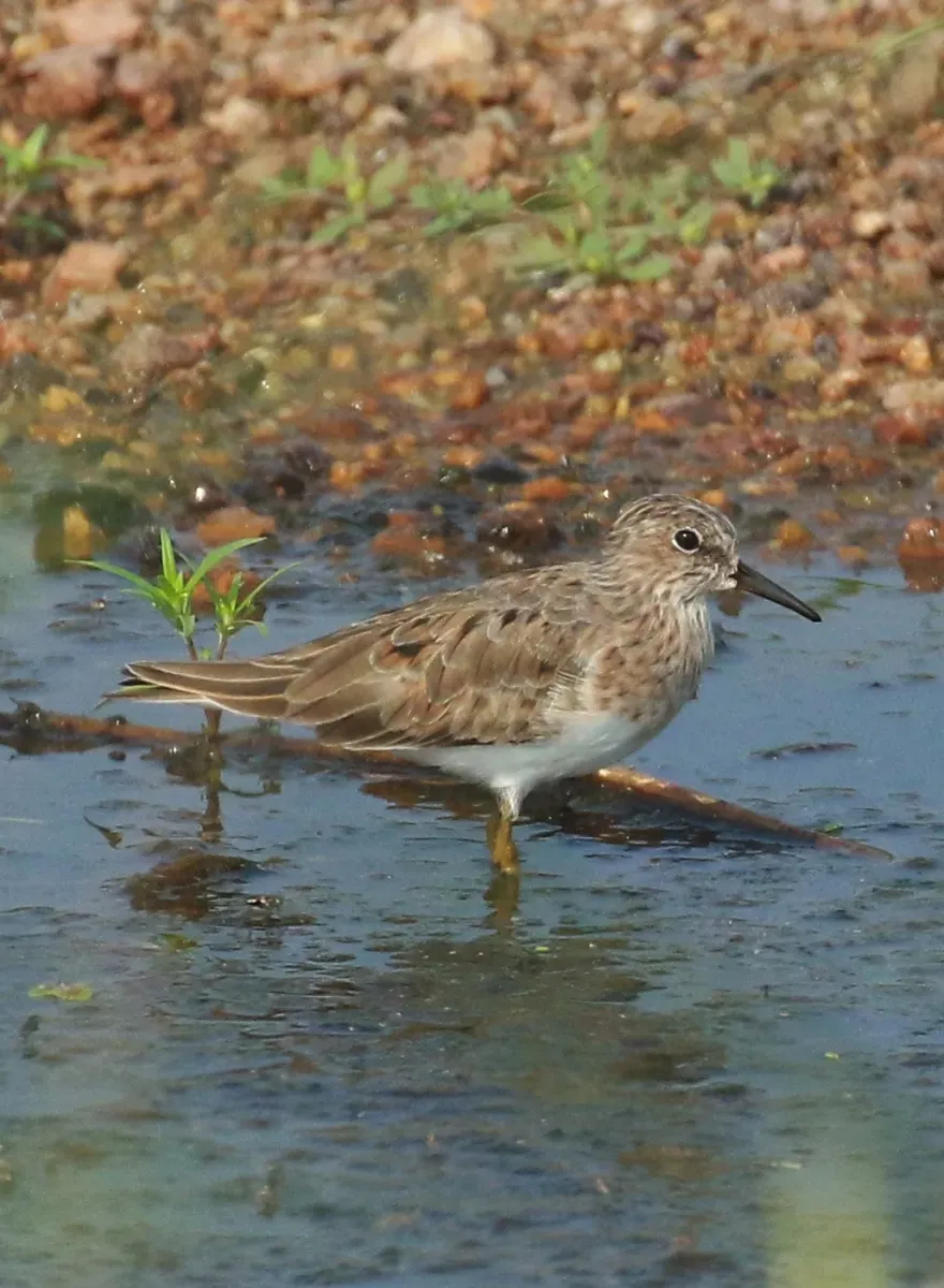 File:Temminck's stint (Calidris temminckii).jpg