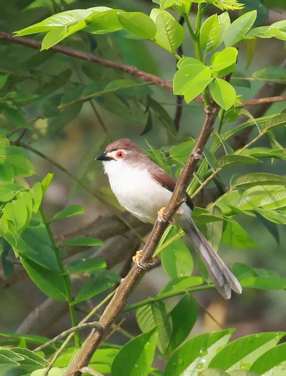 File:Yellow-eyed babbler (Chrysomma sinense).jpg