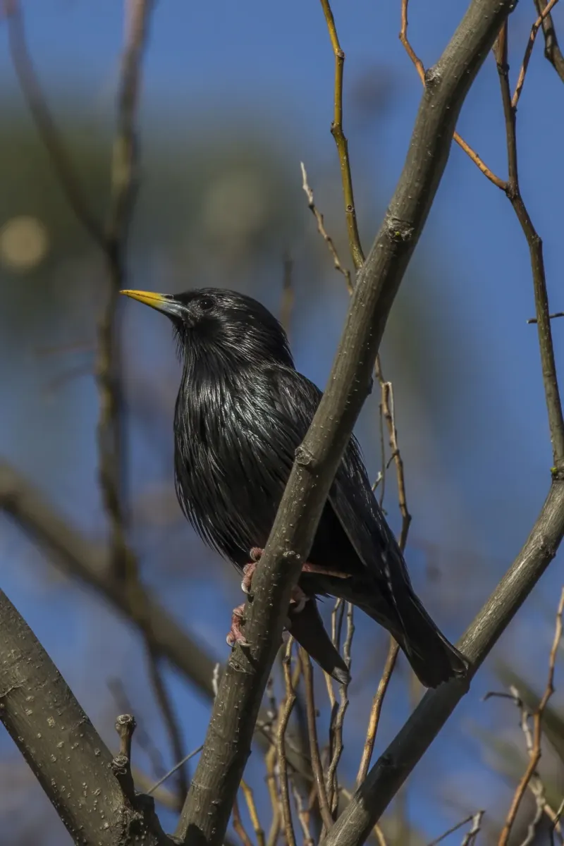 File:Spotless starling (Sturnus unicolor) display 1.jpg