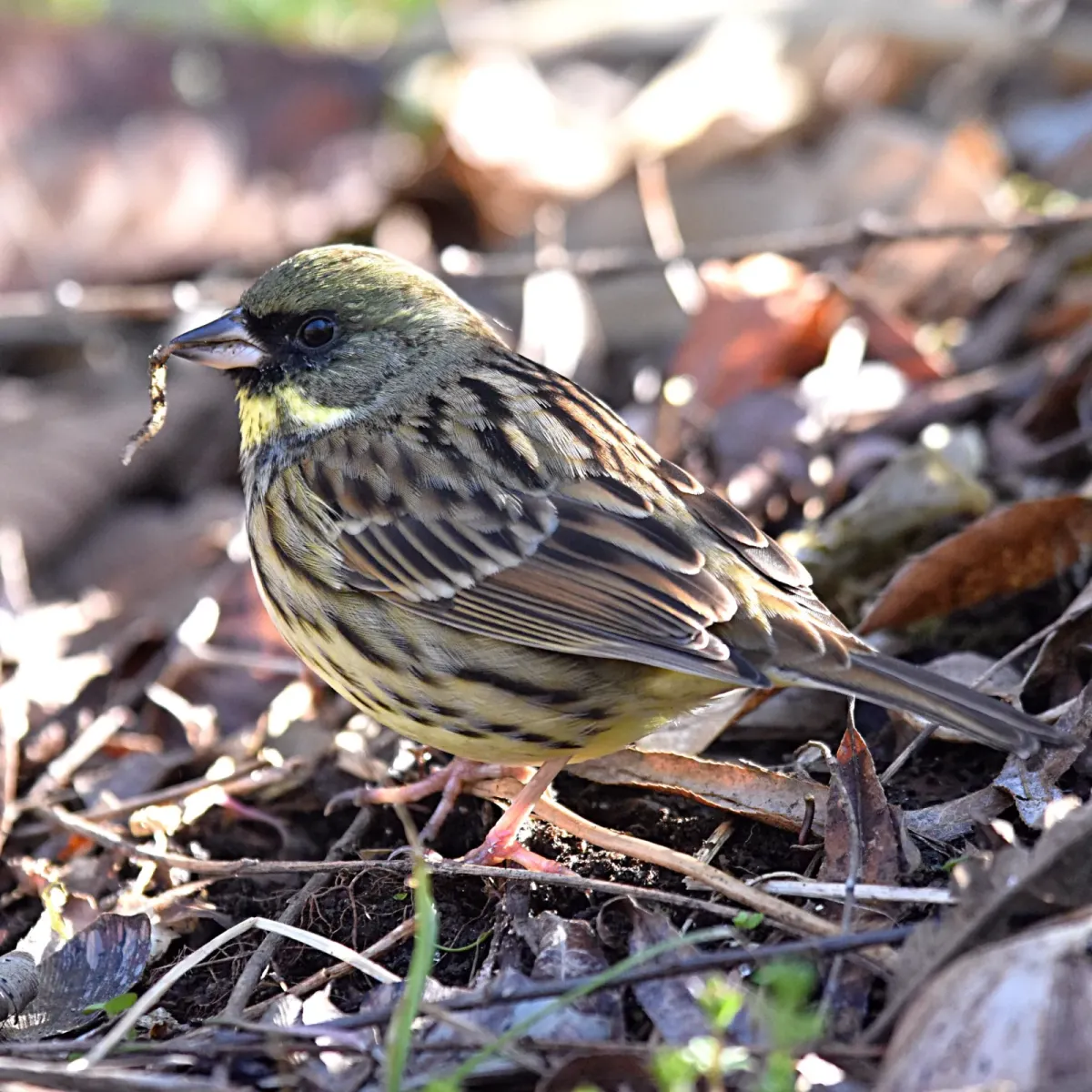 File:Black-faced bunting（Emberiza spodocephala）アオジ.jpg