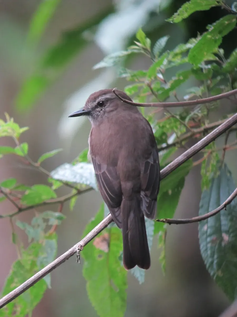 File:Myiotheretes fumigatus Atrapamoscas tiznado Smoky Bush-Tyrant (8414445721).jpg