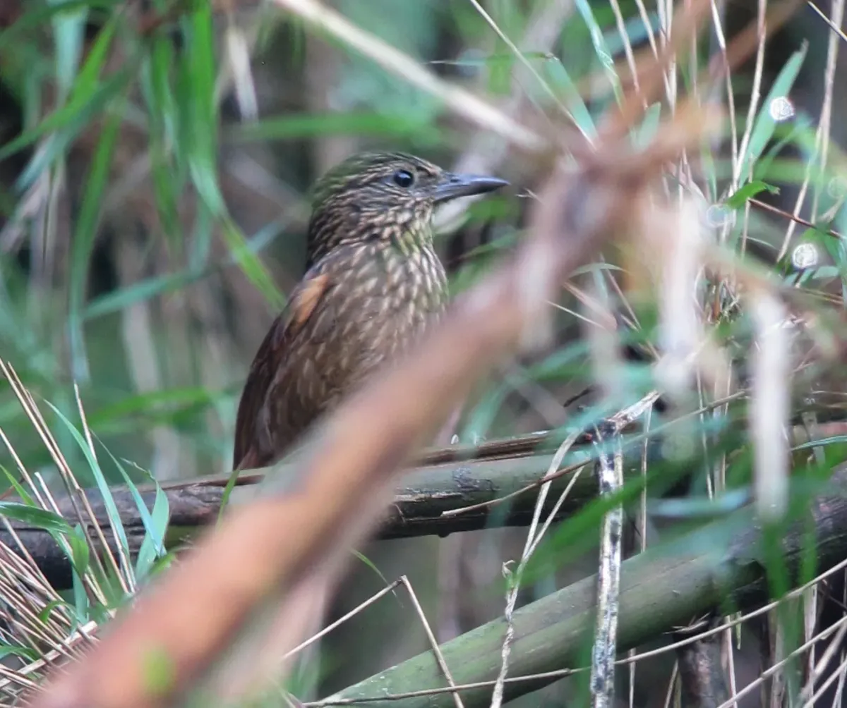 File:Thripadectes holostictus Hojarasquero mediano Striped Treehunter (8414444329).jpg