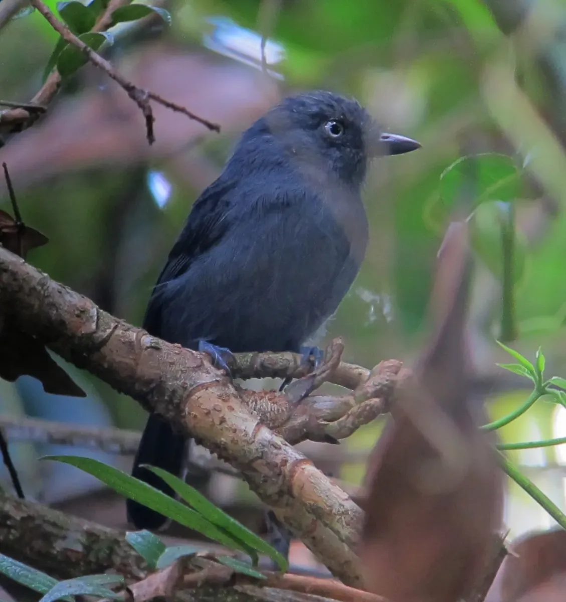 File:Thamnophilus unicolor Batará unicolor Uniform Antshrike (8410206148).jpg