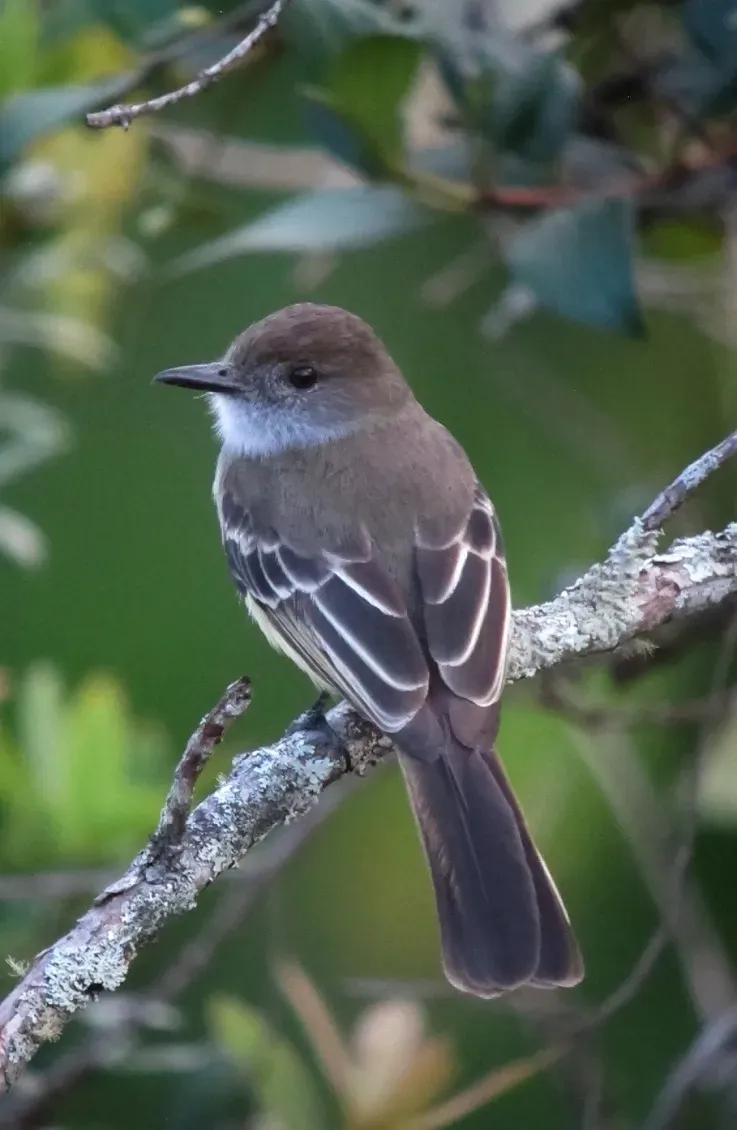 File:Myiarchus cephalotes Atrapamoscas montañero Pale-edged Flycatcher (8386403275).jpg