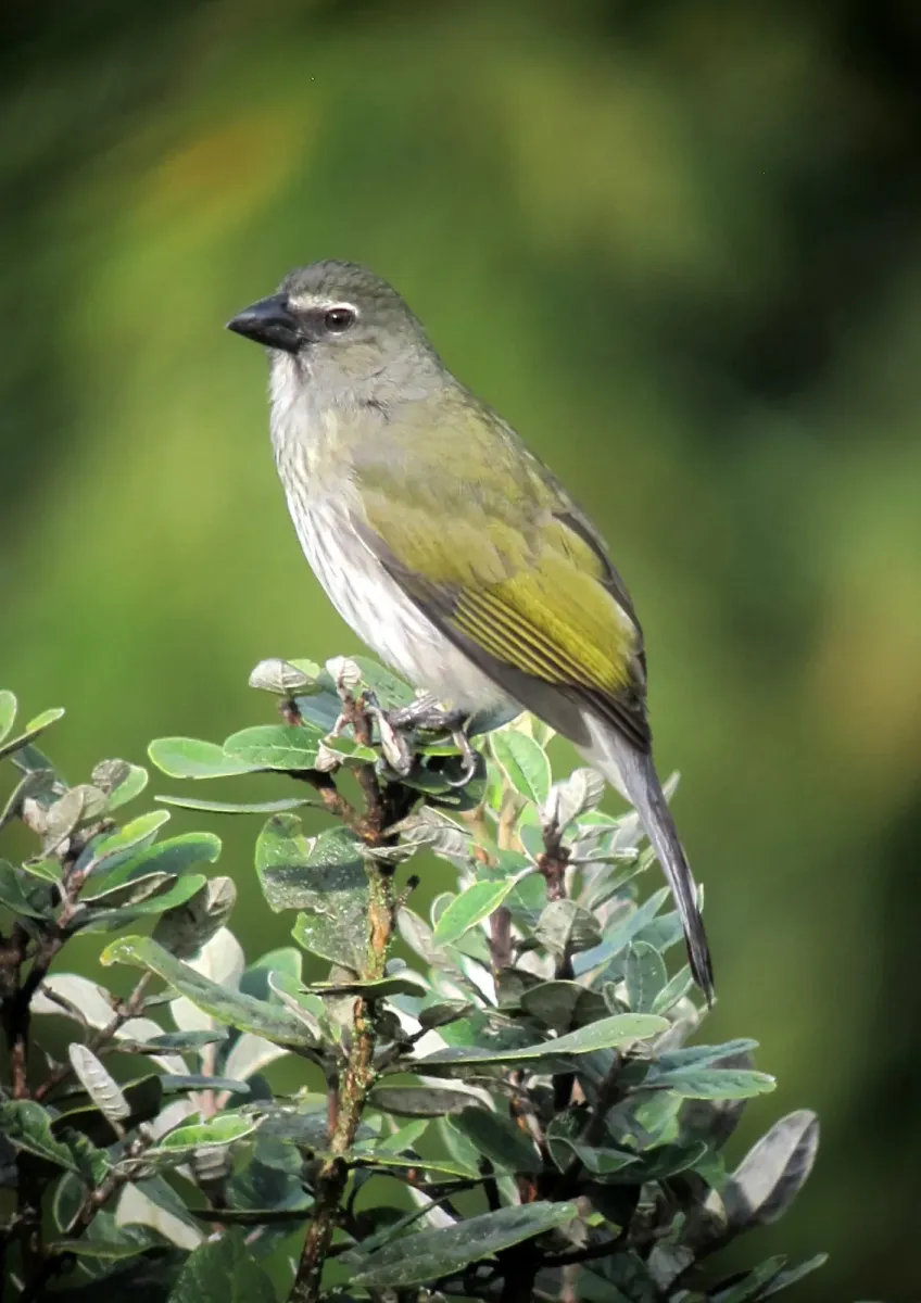 File:Saltator striatipectus Saltador pío judío Streaked Saltator (8339055674).jpg
