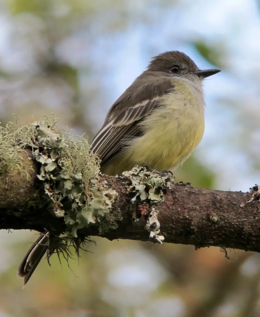 File:Myiarchus cephalotes Atrapamoscas montañero Pale-edged Flycatcher (8274795726).jpg