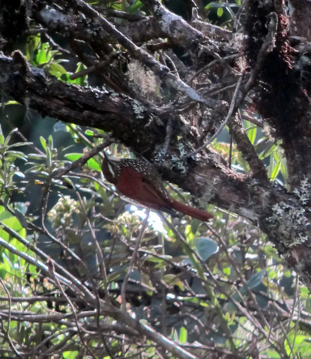 File:Margarornis squamiger Corretroncos perlado Pearled Treerunner (8274796504).jpg