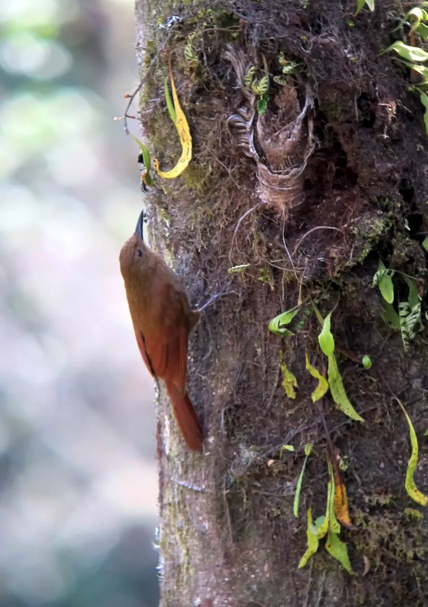 File:Dendrocincla tyrannina Trepatroncos cordillerano Tyrannine Woodcreeper (8272761567).jpg