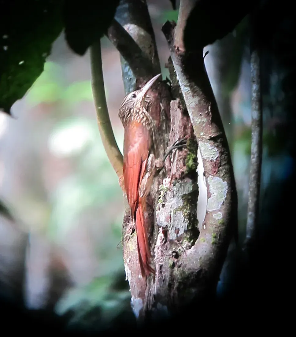 File:Lepidocolaptes souleyetii Trepatroncos campestre Streak-headed Woodcreeper (8223936137).jpg