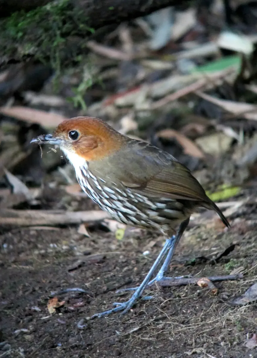 File:Grallaria ruficapilla Tororoi comprapán Chestnut-crowned Antpitta (8195344481).jpg