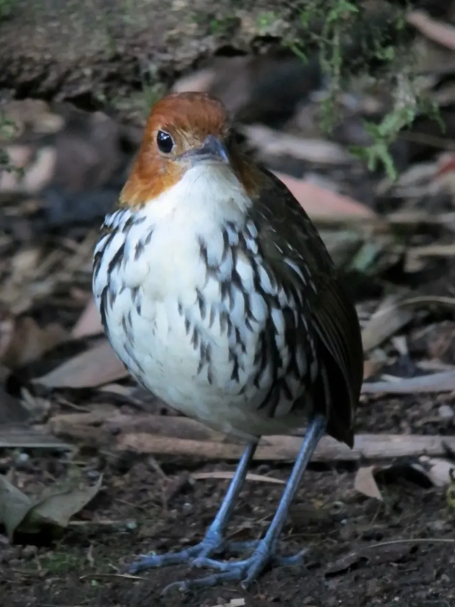 File:Grallaria ruficapilla Tororoi comprapán Chestnut-crowned Antpitta (8195345121).jpg