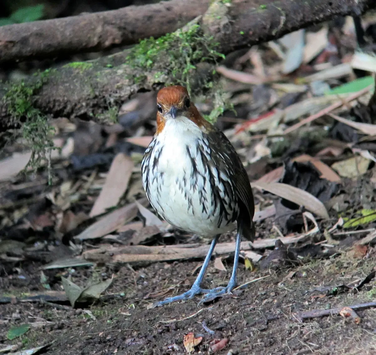 File:Grallaria ruficapilla Tororoi comprapán Chestnut-crowned Antpitta (8195345861).jpg