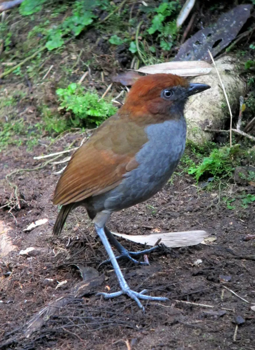 File:Grallaria nuchalis Tororoi chusquero Chestnut-naped Antpitta (8196392828).jpg