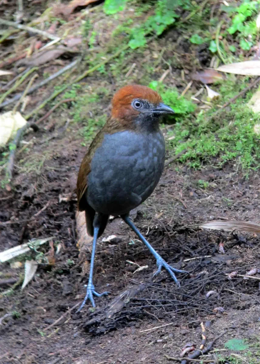 File:Grallaria nuchalis Tororoi chusquero Chestnut-naped Antpitta (8195299279).jpg