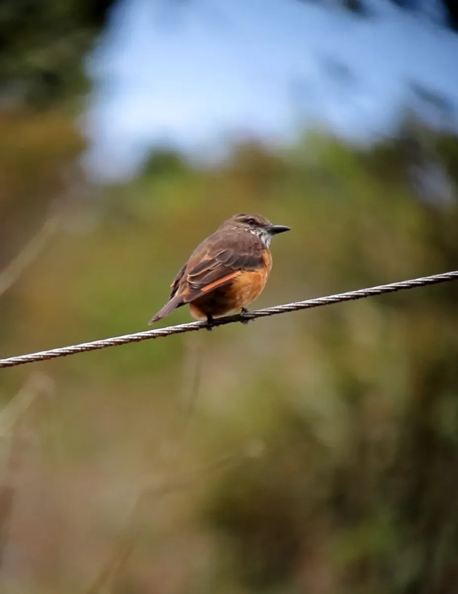 File:Myiotheretes striaticollis Atrapamoscas chiflaperro Streak-throated Bush-Tyrant (8192848353).jpg