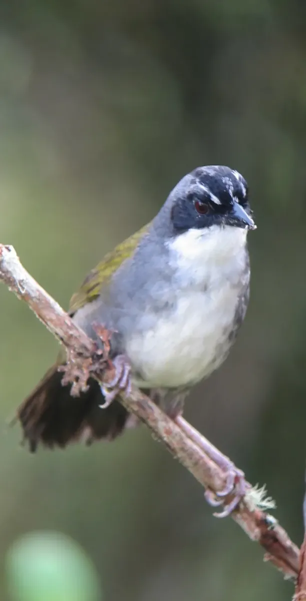 File:Arremon assimilis Gorrión montés listado Grey-browed Brush-Finch (8192849123).jpg