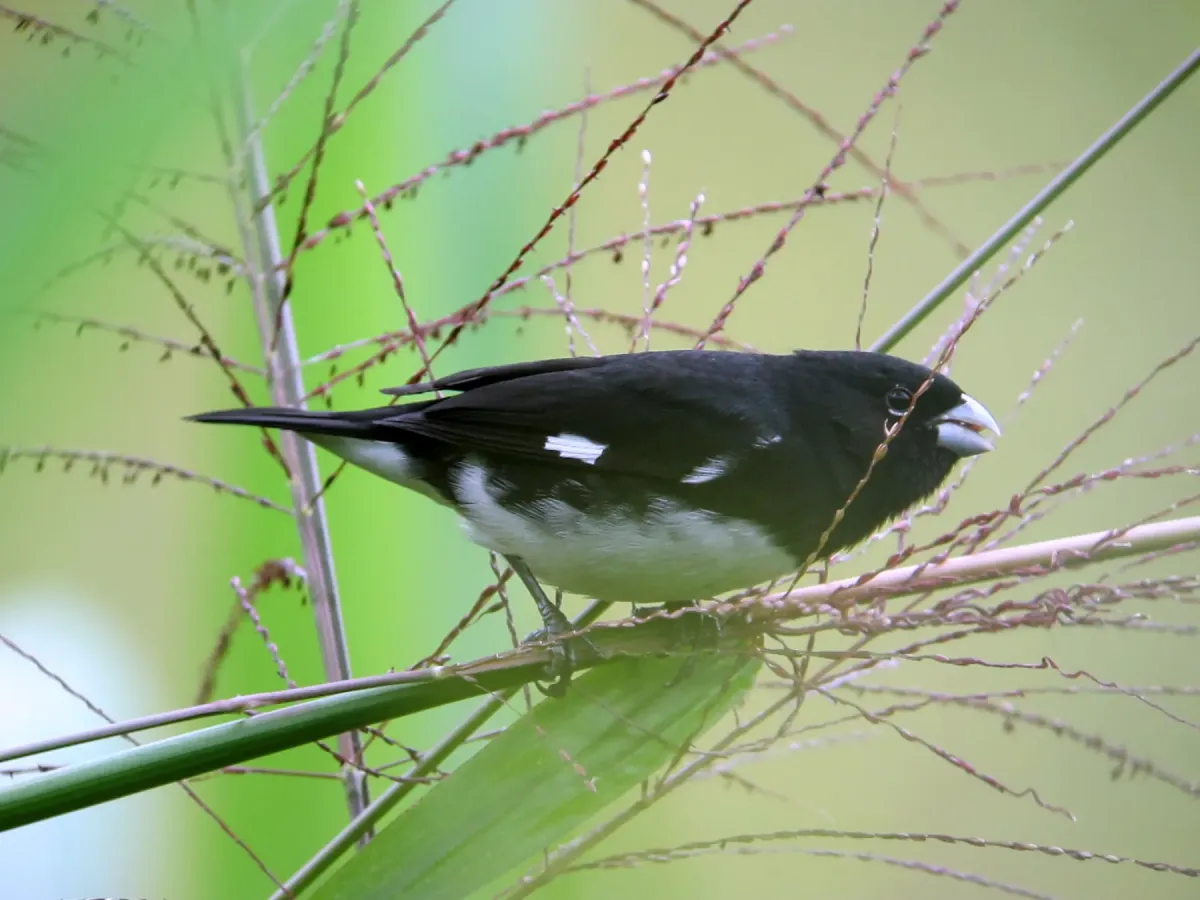 File:Sporophila luctuosa Espiguero negriblanco Black-and-White Seedeater (8193554930).jpg