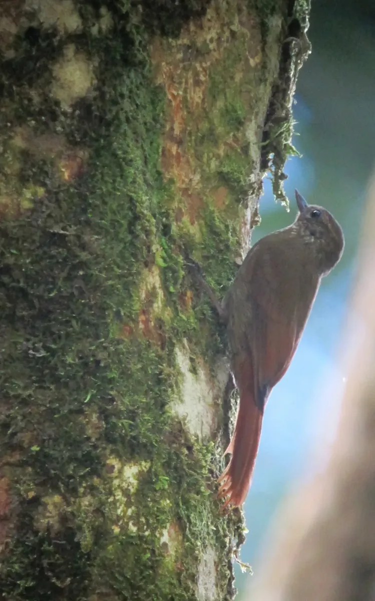 File:Glyphorynchus spirurus Trepatrocos pico de cuña Wedge-billed Woodcreeper (8126070844).jpg