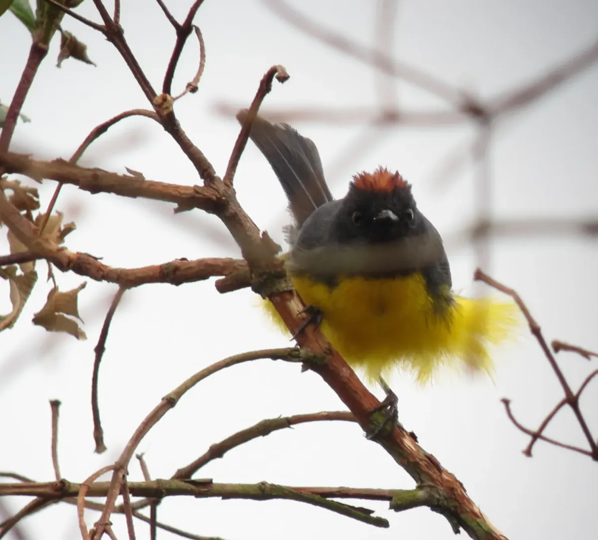 File:Myioborus miniatus Abanico pechinegro Slate-throated Whitestart (6993433522).jpg