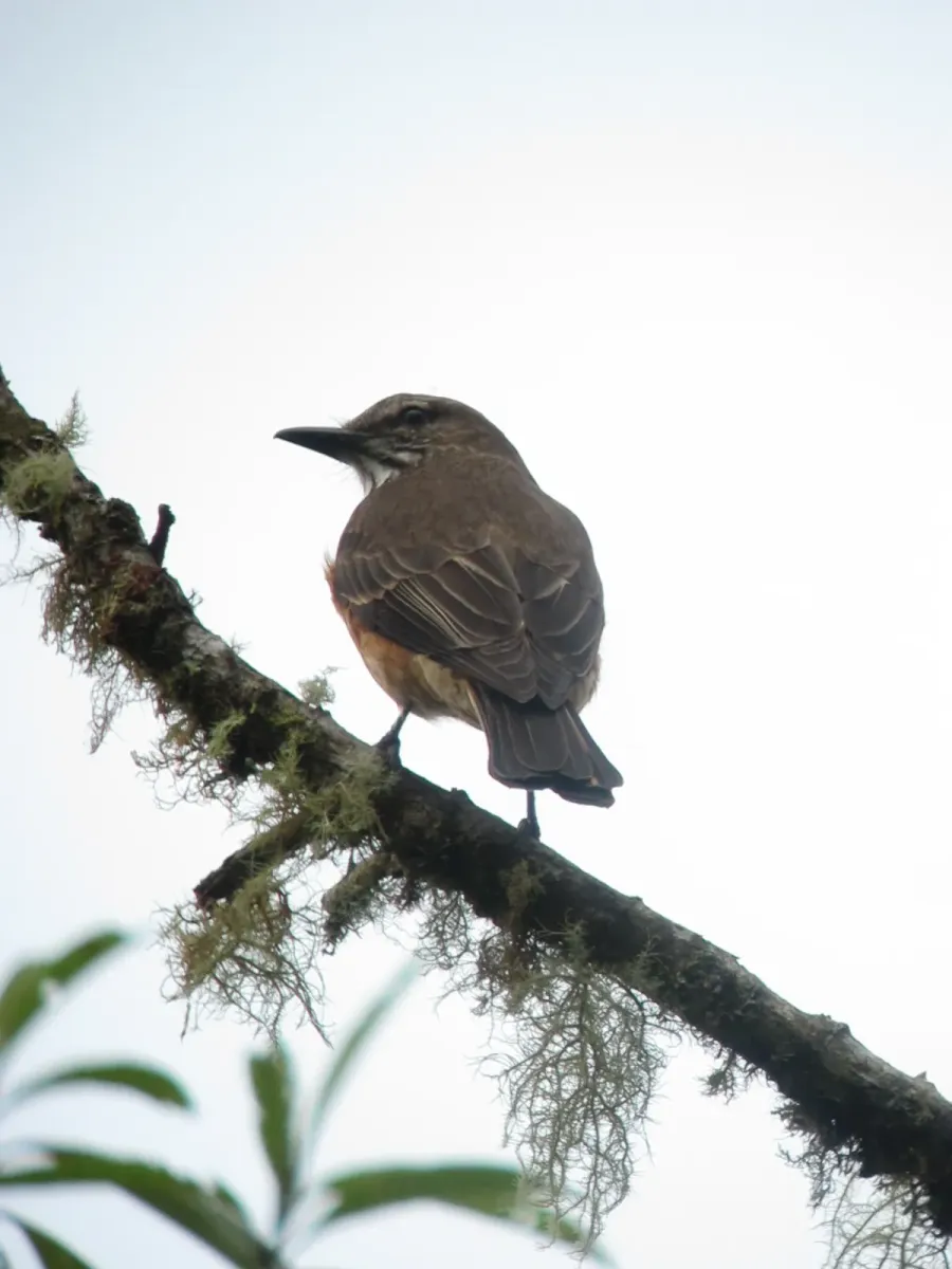 File:Myiotheretes striaticollis Atrapamoscas chiflaperro Streak-throated Bush-Tyrant (7090227709).jpg