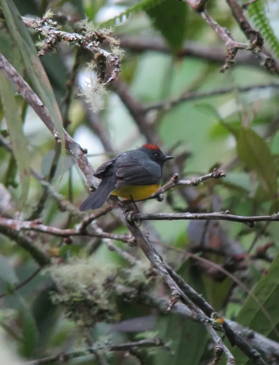 File:Myioborus miniatus Abanico pechinegro Slate-throated Whitestart (6931851624).jpg