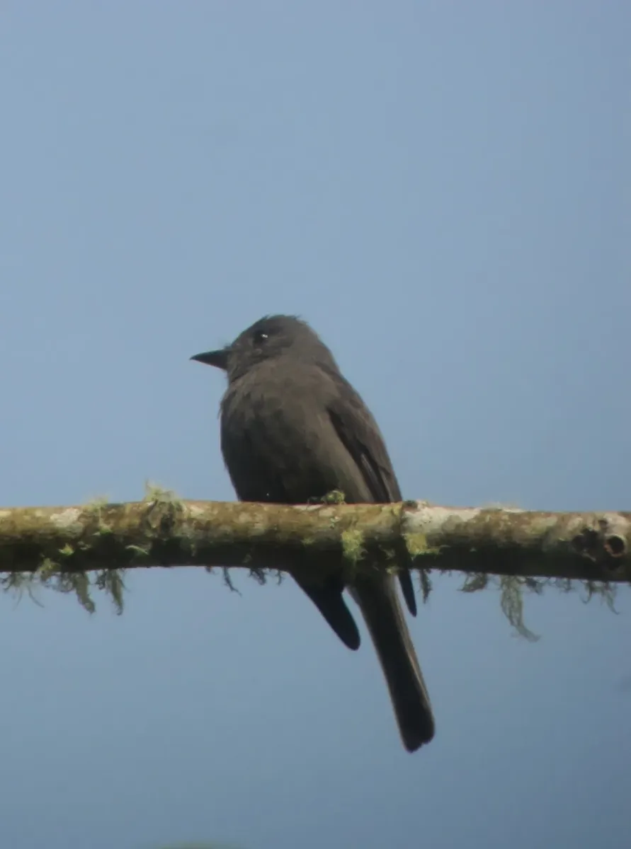 File:Contopus fumigatus Pibí oscuro Smoke-colored Pewee (6931814552).jpg