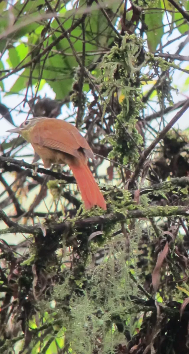 File:Anabacerthia striaticollis Hojarasquero montañero Montane Foliage-Gleaner (6931738920).jpg