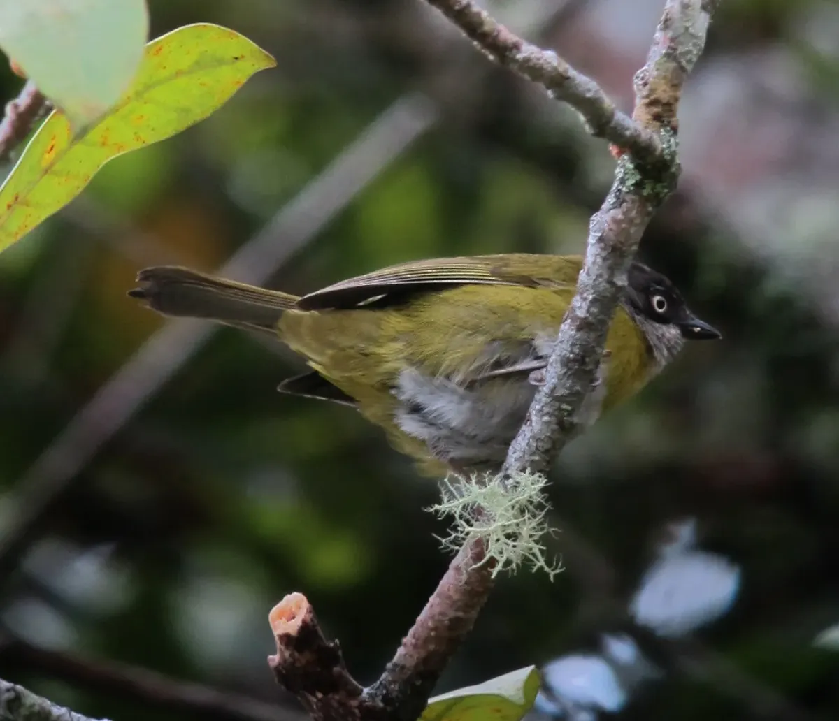 File:Chlorospingus flavopectus Montero ojiblanco Common Bush-Tanager (7048213525).jpg