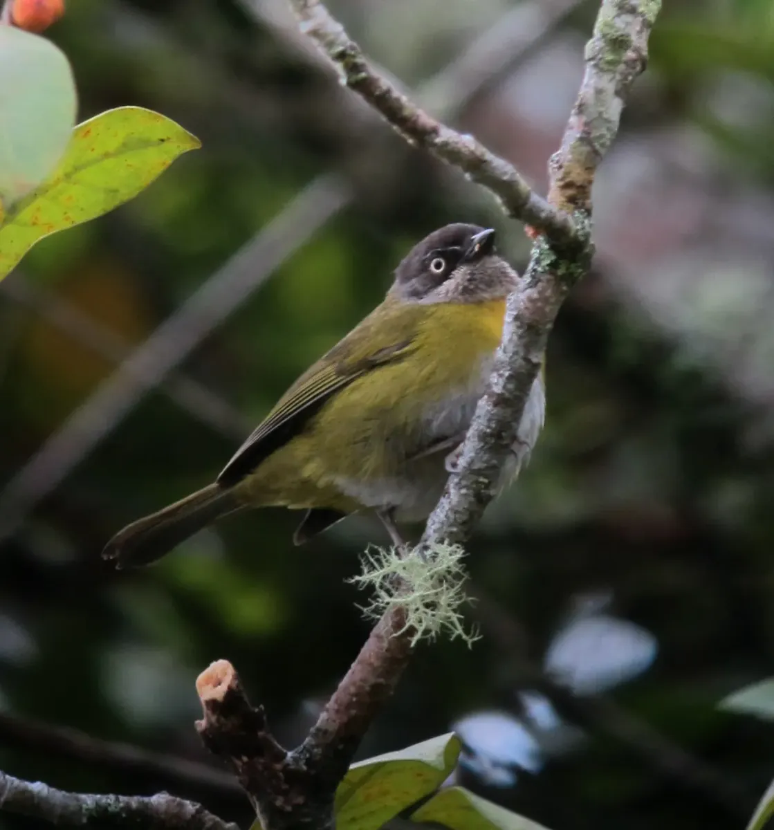 File:Chlorospingus flavopectus Montero ojiblanco Common Bush-Tanager (7045869815).jpg