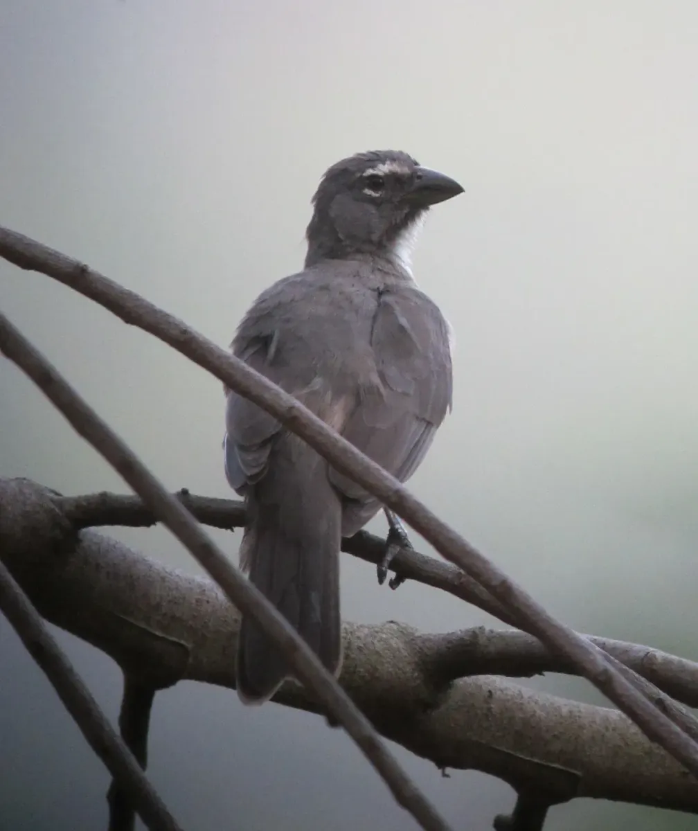 File:Saltator coerulescens Saltador papayero Greyish Saltator (7031794081).jpg