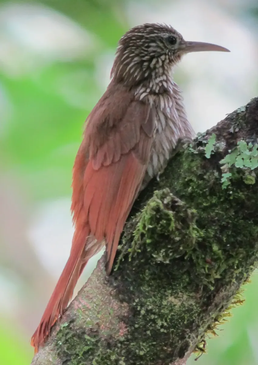 File:Lepidocolaptes souleyetii Trepatroncos campestre Streak-headed Woodcreeper (7028029489).jpg