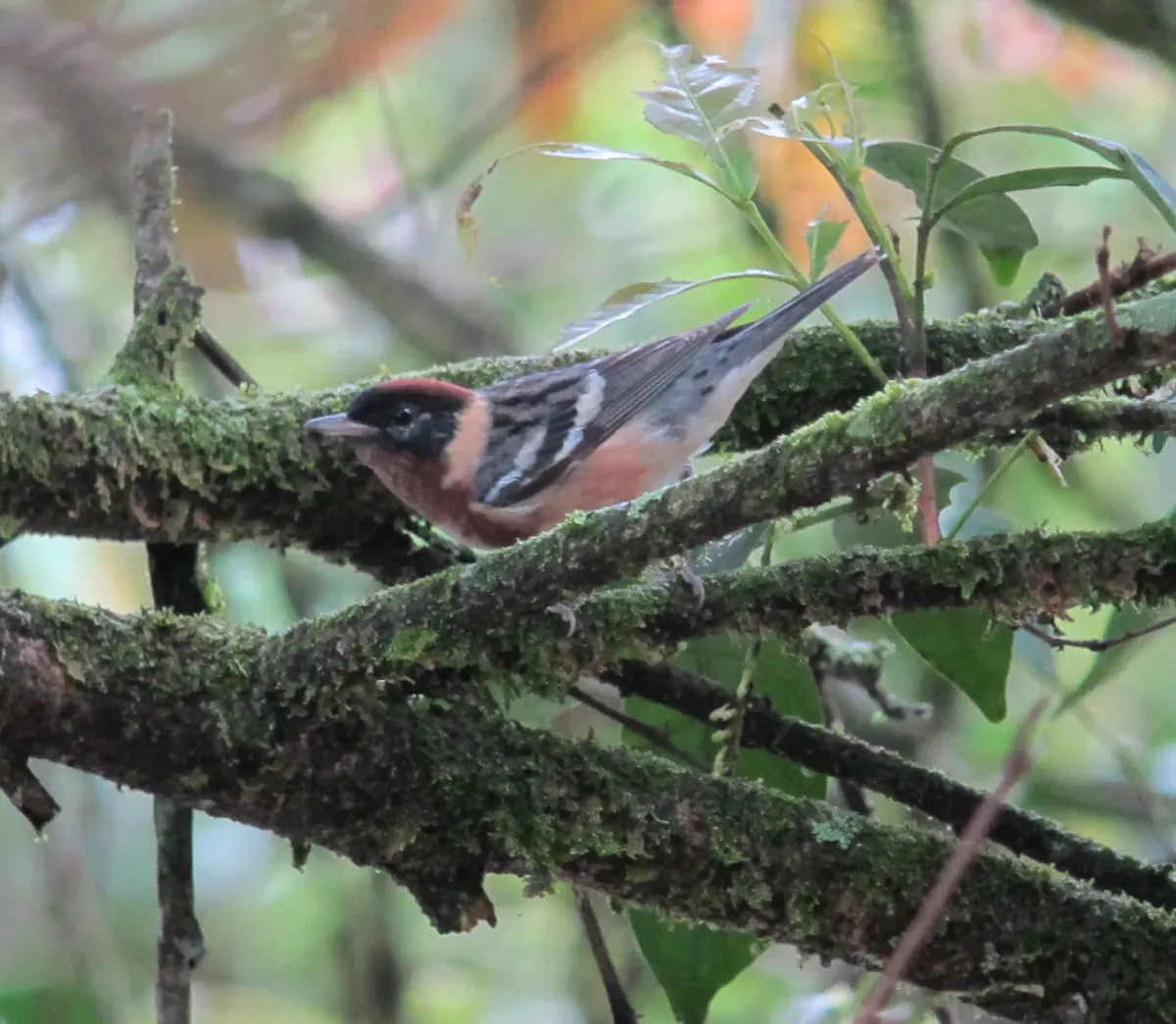 File:Setophaga castanea Reinita castaña Bay-breasted Warbler (7025155729).jpg