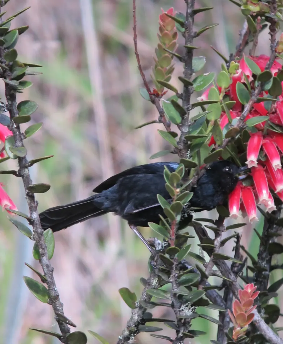 File:Diglossa lafresnayii Picaflor lustroso Glossy Flowerpiercer (6790046970).jpg