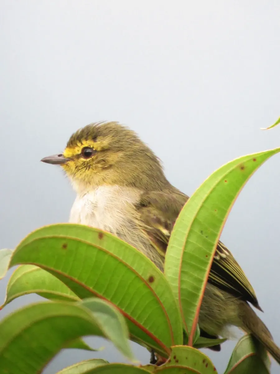 File:Zimmerius chrysops Tiranuelo cejiamarillo Golden-faced Tyrannulet (6787257156).jpg