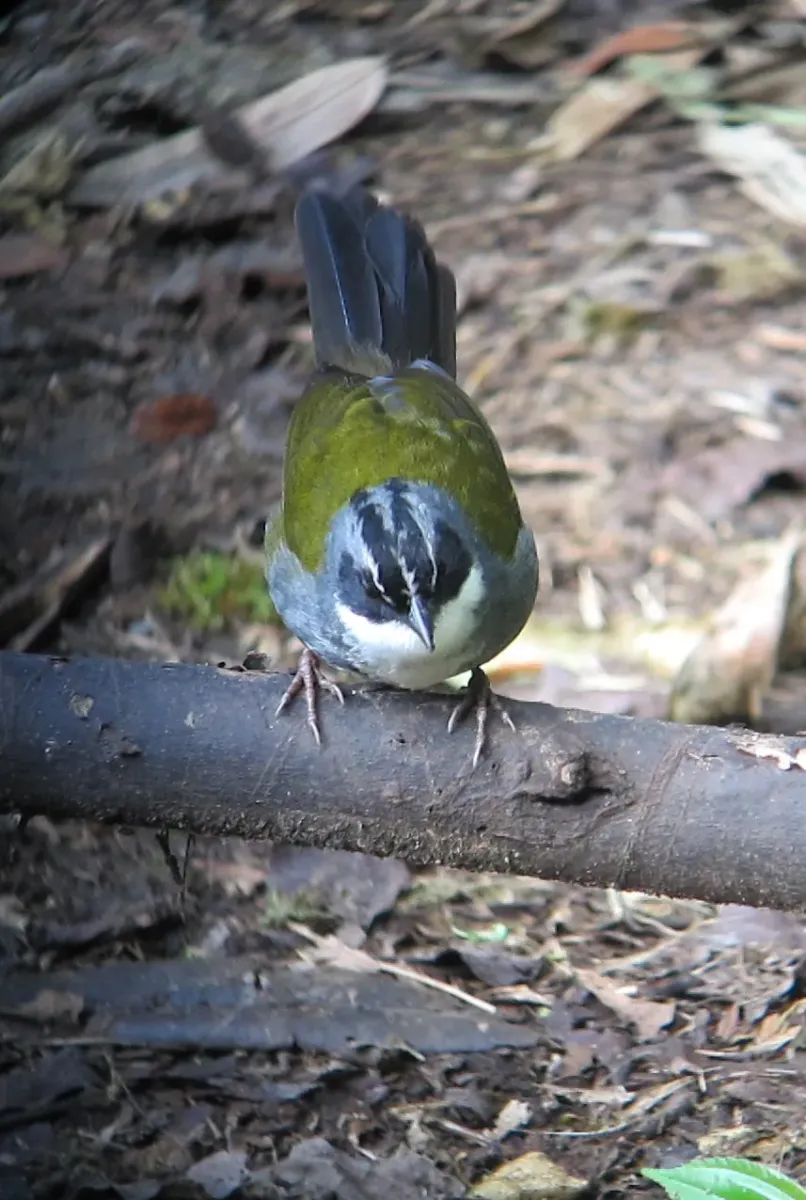 File:Arremon assimilis Gorrión montés listado Grey-browed Brush-Finch (6782108044).jpg