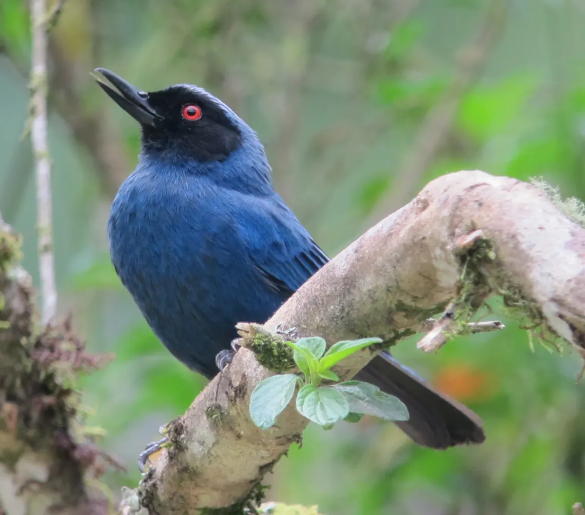 File:Diglossa cyanea Picaflor de antifaz Masked Flowerpiercer (6912958063).jpg