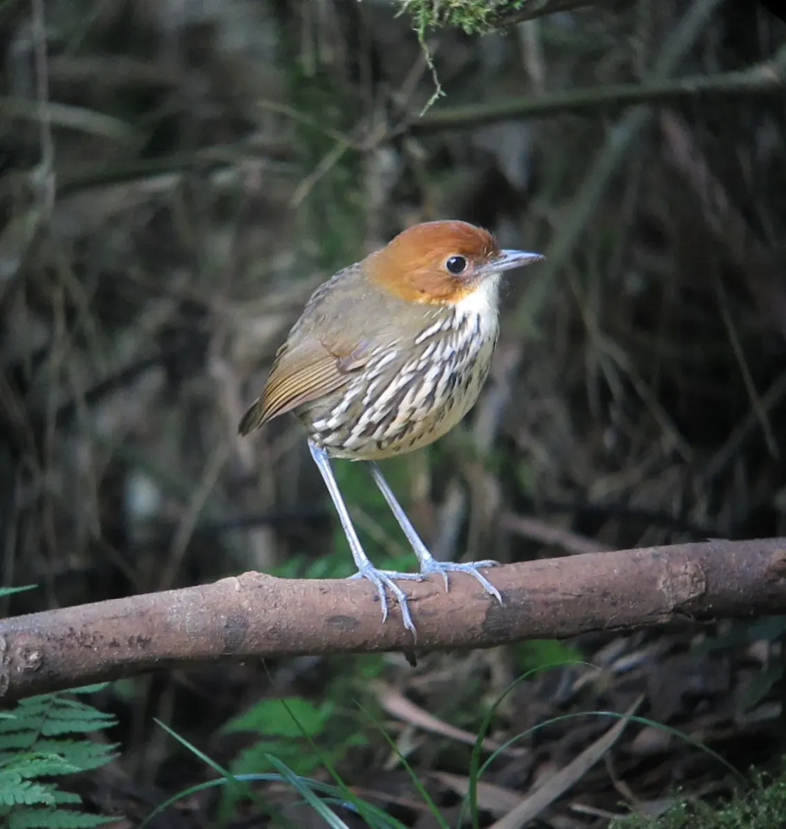 File:Grallaria ruficapilla Tororoi comprapán Chestnut-crowned Antpitta (6897388593).jpg