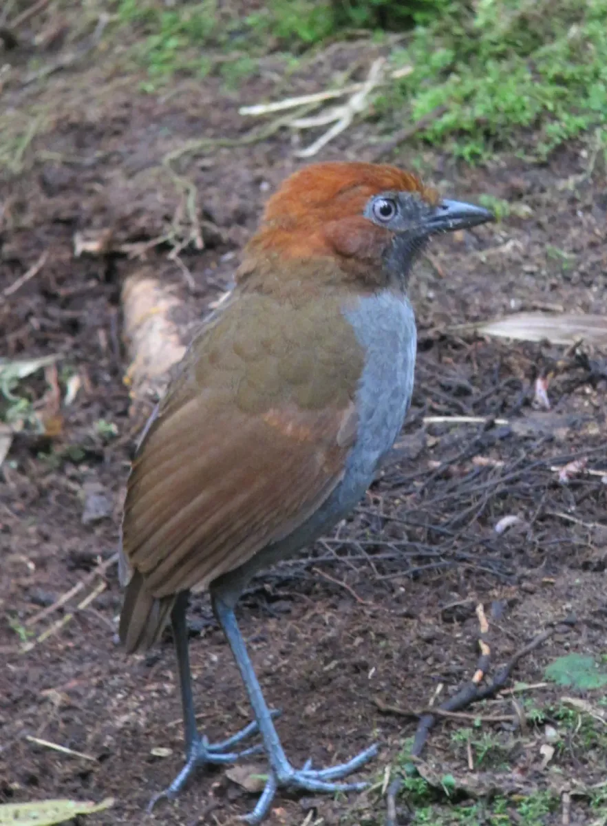File:Grallaria nuchalis Tororoi chusquero Chestnut-naped Antpitta (6897388107).jpg