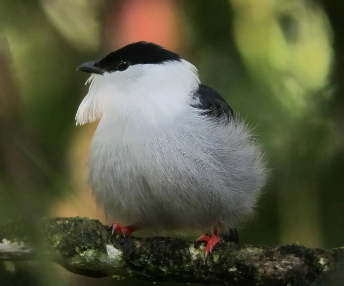 File:Manacus manacus Saltarín barbiblanco White-bearded Manakin (male) (6771313053).jpg
