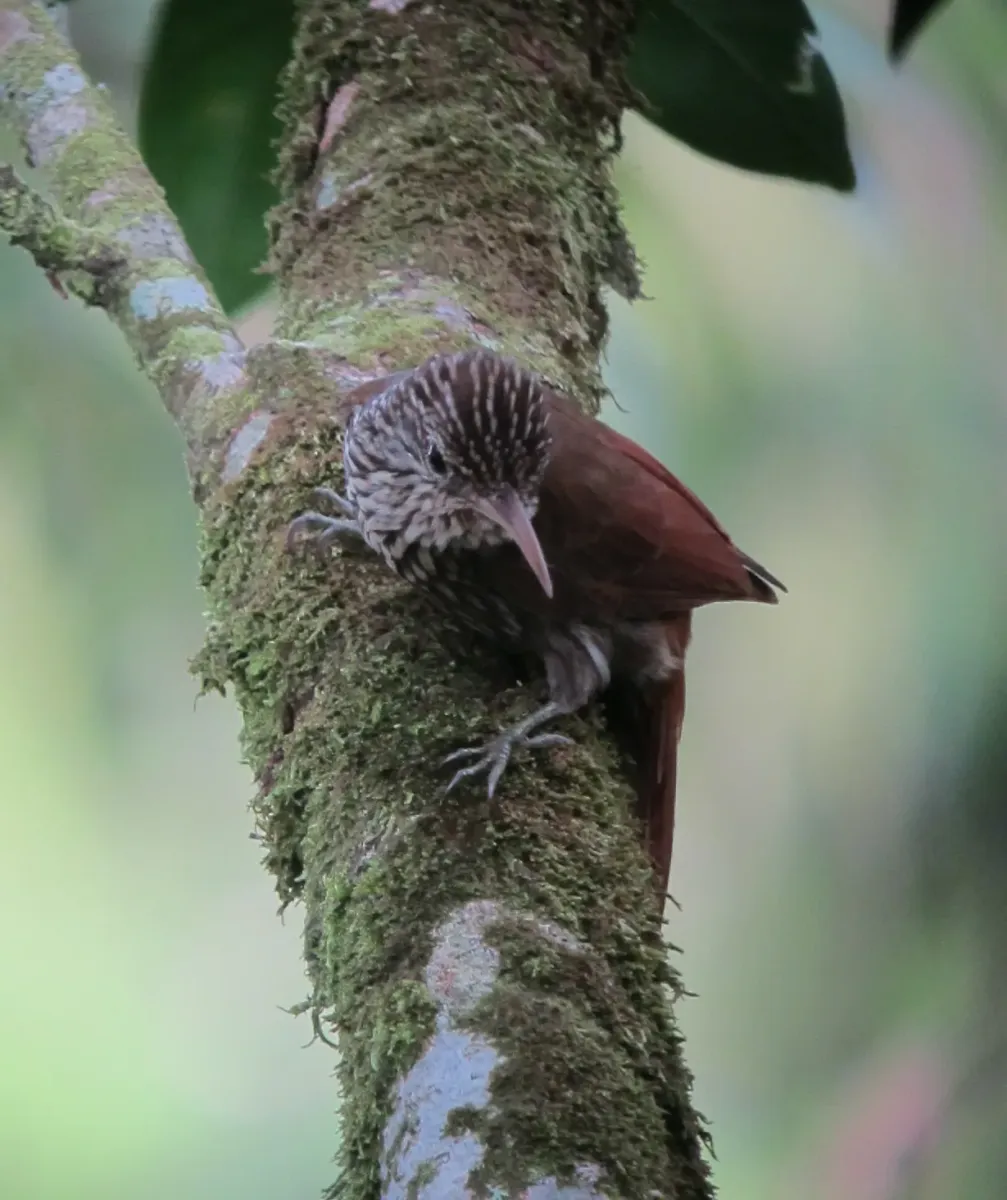 File:Lepidocolaptes souleyetii Trepatroncos campestre Streak-headed Woodcreeper (6770343589).jpg